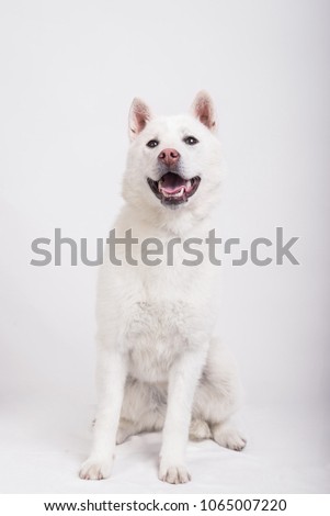 white japanese beautyful dog young champion