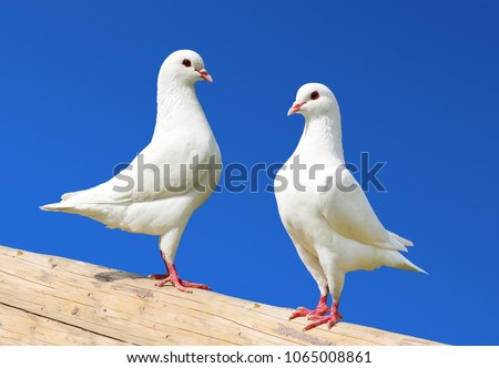 Two white pigeon isolated on black background - imperial-pigeon - ducula   Royalty-Free Stock Photo #1065008861