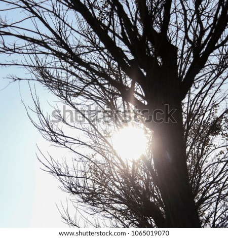 Tree branch or bough and sun, sky.