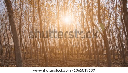 Sun and long tres in forest. Sunlight and fall leaves. Beautiful nature
