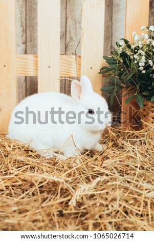 Easter Bunny walking through the straw. decorative pet: fluffy Bunny. concept: healthy food and dietary meat. pet against a wooden fence, fresh spring flowers. Wallpaper for desktop