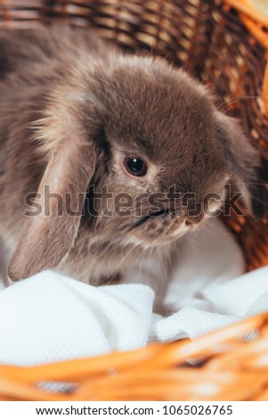 Easter Bunny walking through the straw. decorative pet: fluffy Bunny. concept: healthy food and dietary meat. pet against a wooden fence, fresh spring flowers. Wallpaper for desktop