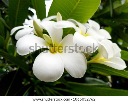 Close-up white plumeria flower on tree