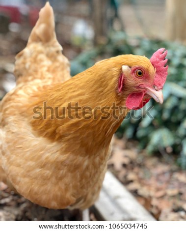 Buff Orpington Chicken posing for pictures