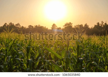 a front selective focus picture of organic corn field at agriculture farm in the evening sunset.