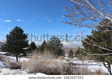 Sage brush in the snow with a budding tree, pine trees, blue sky and mountains in the background