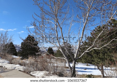 Budding tree in the Bountiful hills Utah with sidewalk, snow, pine trees and bushes, sagebrush and Oquirrh mountains in back
