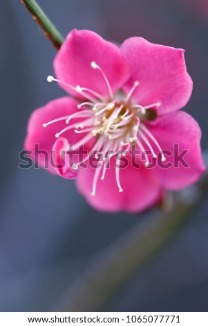 Japanese ume blossom