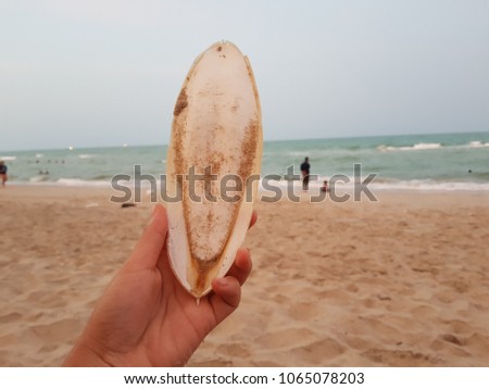 back Cuttlefish bone in my hand on seaside background