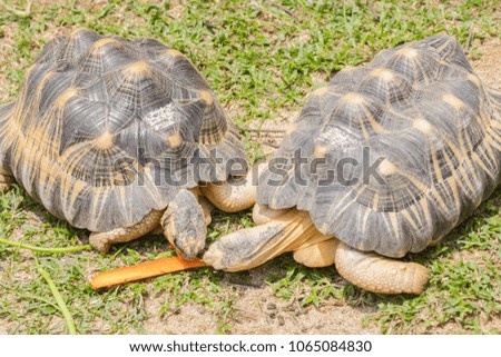 Turtles are eating