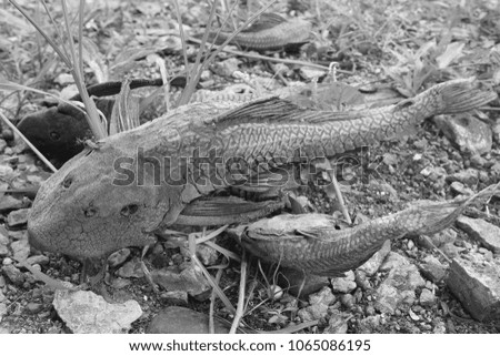 black and white picture Dead fish Rotten fish Fish carcasses