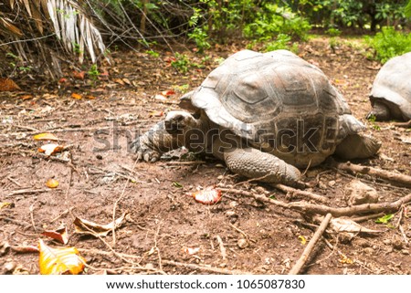 Giant turtles in Island Seychelles.