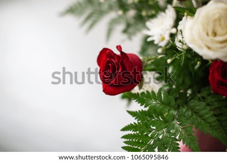 Red rose isolated on white background and Leaves green