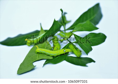 Close up beautiful green caterpillar in tree