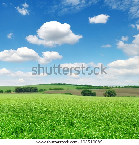 flowering field and a bright blue sky
