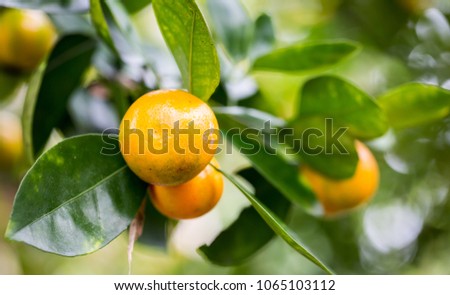 Healthy organic oranges growing in the jungles of Hawaii