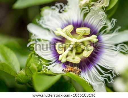 Close up shot of a honeybee pollinating a Passionfruit flower in the jungles of Hawaii