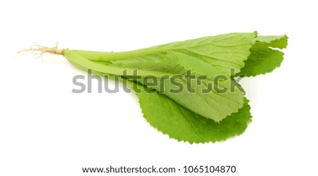 fresh green leafy kale vegetable (Brassicaceae) isolated on white background