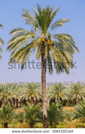 Palm Grove. Beautiful perspective from palm trees. Cultivation of date palms in Israel. Agriculture in the Middle East. 