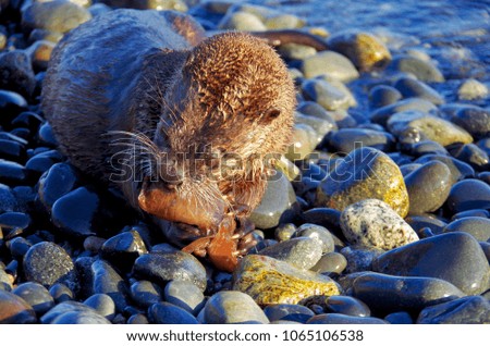 Otter eating a fish on the stoney beach, while grasping it in its paws. The warm afternoon sun casts shadows on the stones on a beach near Victoria, British Columbia.
