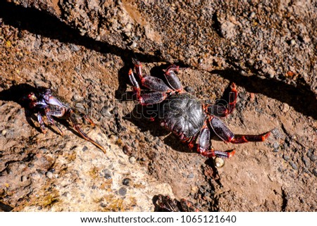 Photo Picture of a Sea animal red crab