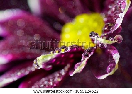 Macrophotography Wet purple gerbera daisy flower, black background