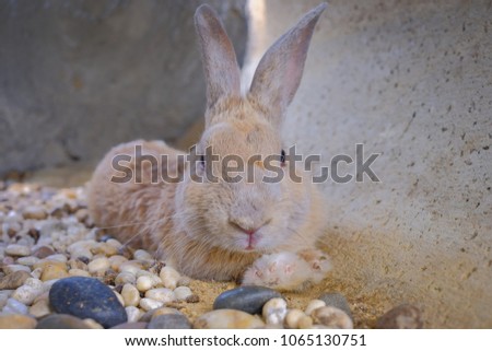 Cute brown bunny rabbit sitting on gravel in the garden.
Red bunny rabbit portrait looking frontwise to viewer.