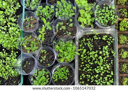 Flower seedlings of petunia, garden pansy, lobelia, carnation and balsamine in planting pots, top view. Vintage home garden and planting objects, spring time and agriculture background