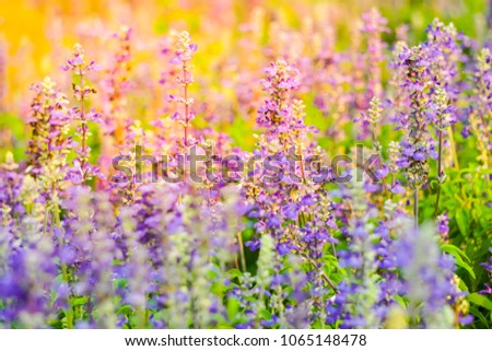 Colorful of violet Little Turtle Flowers in natural plantation.