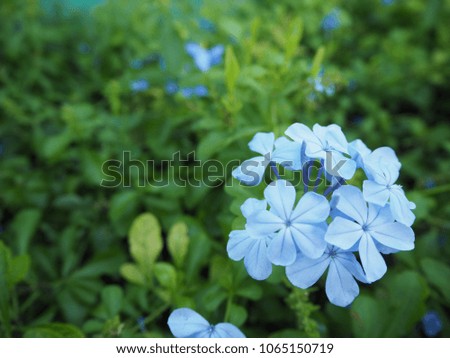 Closeup of Plumbago auriculata in the garden, Blue flower. Nature flower freshness background.