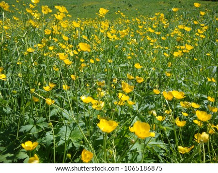 Closeup of a meadow with bright sunny yellow buttercups. One summer day near the Akbulak ski resort, Almaty Province, Kazakhstan.