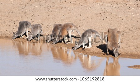Red Kangaroos drinking at  a waterhole in the far west of New South Wales, Australia
