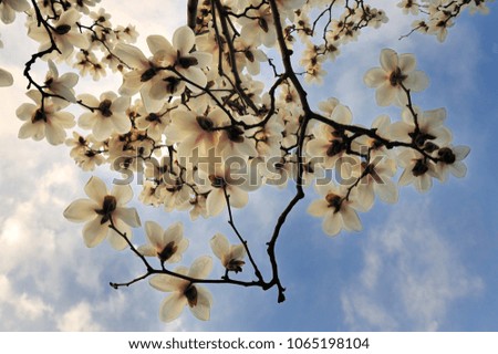 Magnolia closeup image