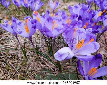 Crocus bloomed on a sunny day.