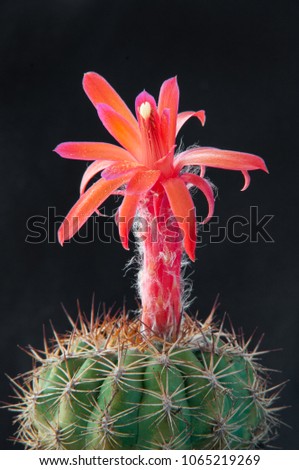 A gorgeous red blooming cactus on a black background. A beautiful plant from South America with wide open orange flowers. Summer picture of attractive exotic plant.