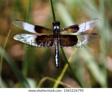 Close up picture of a dragonfly on a green stem taken at Inks Lake, TX with patches of reflected light on its wings.