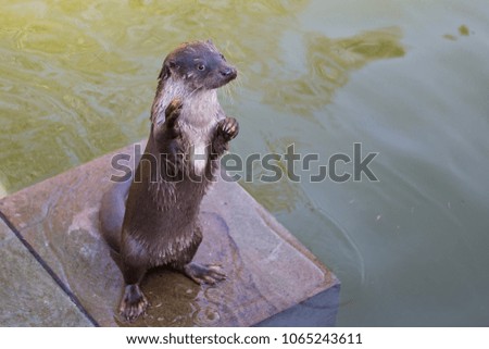 European otter eating and swimming