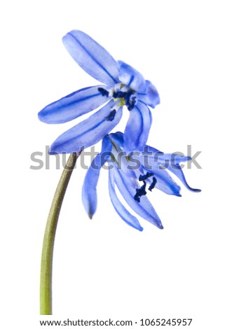 blue snowdrop flowers isolated on white background