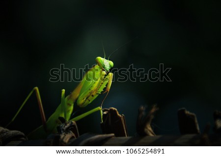 Mantis On Black backdrop.