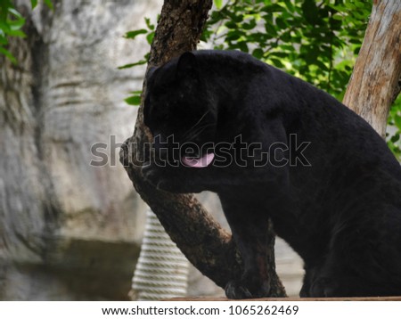 A black panther lick its foot.