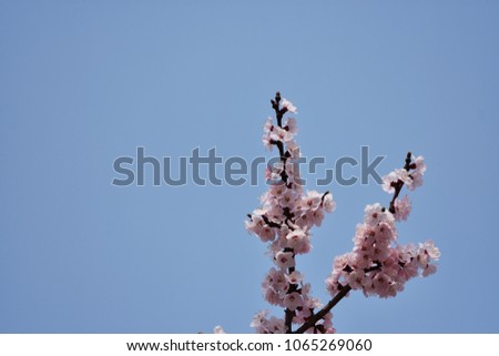 The cherry blossoms have begun to bloom.(Background of spring)