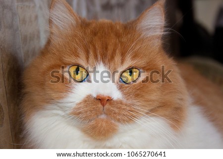 Persian red cat, adult