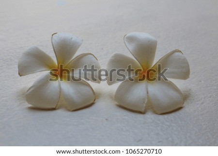 two beautiful white frangipani background