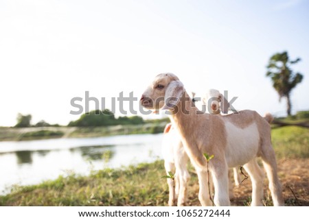 Little cute goat on a farm.