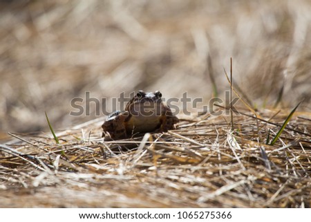 A beautiful brown frog sitting on a ground, full of dried last years leaves and grass. Early spring scenery. New life in spring. Shallow depth of field.