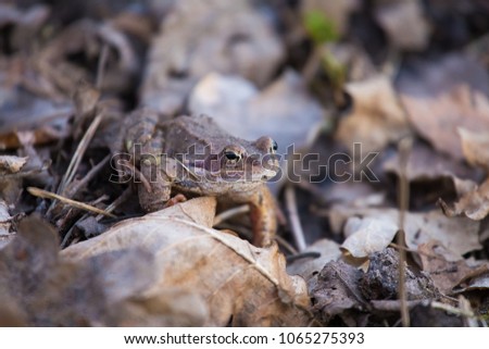 A beautiful brown frog sitting on a ground, full of dried last years leaves and grass. Early spring scenery. New life in spring. Shallow depth of field.