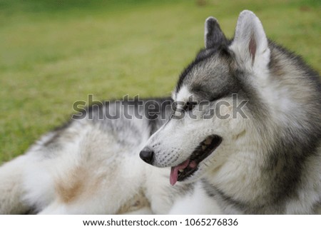 Siberian husky laying on green grass in the clear day.