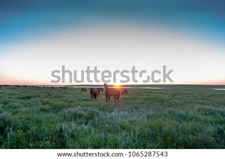 horse grazing at sunset near the river
