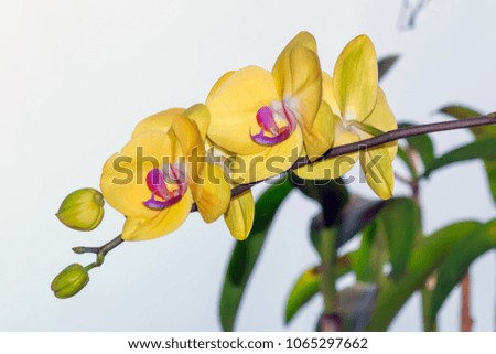 Close up of yellow orchids in garden
