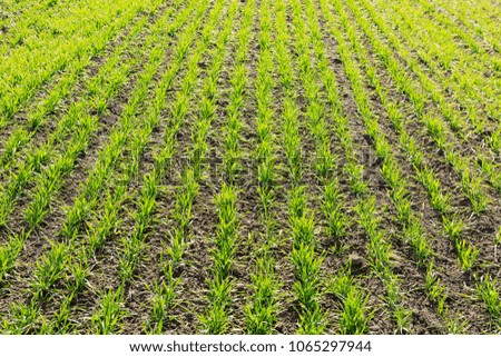 green sprouts of young winter wheat on agricultural land, picture with details, beautiful lighting